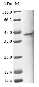 Recombinant Human Pleckstrin homology domain-containing family F member 1 (PLEKHF1)