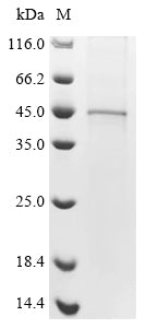 Recombinant Apis mellifera Venom serine protease 34