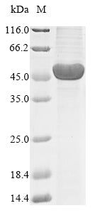 Recombinant Human E3 ubiquitin-protein ligase pellino homolog 1 (PELI1)