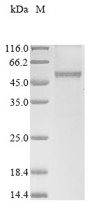 Recombinant Arabidopsis thaliana UDP-glycosyltransferase 88A1 (UGT88A1)