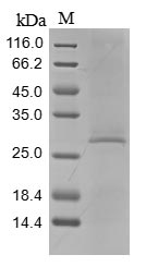 Recombinant Mouse Complement C1q tumor necrosis factor-related protein 3 (C1qtnf3)