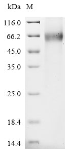 Recombinant Human Leucine-rich repeat-containing G-protein coupled receptor 4 (LGR4), partial