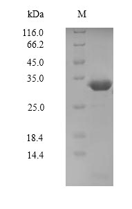 Recombinant Human Serine/threonine-protein kinase PAK 5 (PAK5), partial