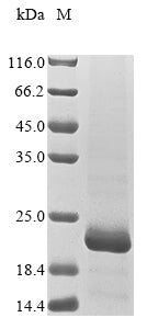 Recombinant Drosophila melanogaster Probable insulin-like peptide 7 (Ilp7)