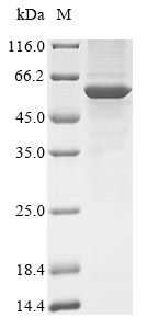 Recombinant Human Serine/threonine-protein phosphatase 2A 55 kDa regulatory subunit B gamma isoform (PPP2R2C)