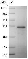 Recombinant Human Arachidonate 5-lipoxygenase-activating protein (ALOX5AP)