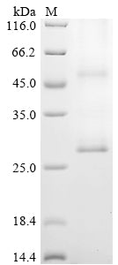 Recombinant Rat Aquaporin-2 (Aqp2)