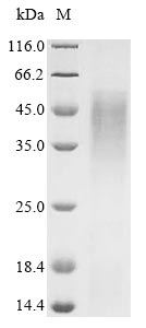 Recombinant Mouse BCL2/adenovirus E1B 19 kDa protein-interacting protein 3 (Bnip3)