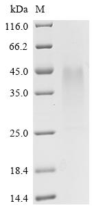 Recombinant Mouse BCL2/adenovirus E1B 19 kDa protein-interacting protein 3 (Bnip3)