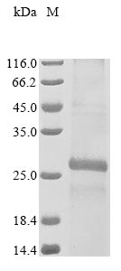 Recombinant Mouse CD9 antigen (Cd9)