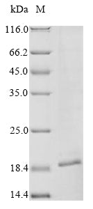 Recombinant Macaca fascicularis Tumor necrosis factor ligand superfamily member 6 (FASLG), partial