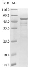 Recombinant Human Ribitol-5-phosphate transferase FKTN (FKTN)