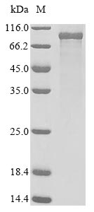Recombinant Mouse Serine/threonine-protein kinase PLK2 (Plk2)