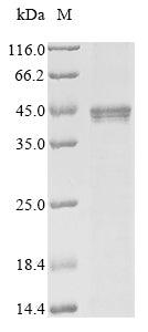 Recombinant Mouse Stimulator of interferon genes protein (Sting1)