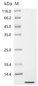 Recombinant Caenorhabditis elegans Mitochondrial import receptor subunit TOM7 homolog (tomm-7)