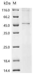 Recombinant Drosophila melanogaster Gustatory receptor for sugar taste 64a (Gr64a)