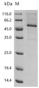 Recombinant Drosophila melanogaster Gustatory receptor for sugar taste 64a (Gr64a)