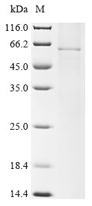 Recombinant Human parainfluenza 1 virus Hemagglutinin-neuraminidase (HN)