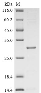 Recombinant Escherichia coli Colicin-E5 (col), partial