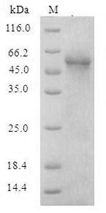 Recombinant Yersinia enterocolitica Protein YopB (yopB)