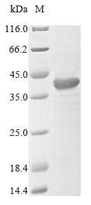 Recombinant Mouse Voltage-gated hydrogen channel 1 (Hvcn1)