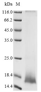 Recombinant Human coronavirus NL63 Envelope small membrane protein (E)