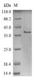 Recombinant Human p53 apoptosis effector related to PMP-22 (PERP)