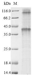 Recombinant Macaca mulatta Gonadotropin-releasing hormone II receptor (GNRHR2) (S367R,D373G)