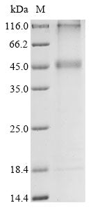 Recombinant Human Potassium channel subfamily K member 13 (KCNK13)