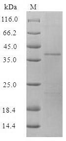 Recombinant Human BPI fold-containing family A member 1 (BPIFA1)
