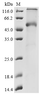 Recombinant Human Butyrophilin-like protein 2 (BTNL2)