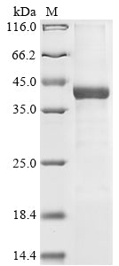 Recombinant Mouse Acrosin (ACR)