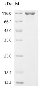 Recombinant Human Long-chain-fatty-acid--CoA ligase 1 (ACSL1), partial, Biotinylated