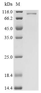 Recombinant Human Long-chain-fatty-acid--CoA ligase 4 (ACSL4), partial
