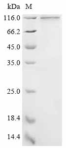 Recombinant Rat Serum albumin (Alb), Biotinylated