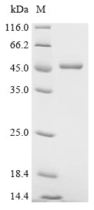 Recombinant Human Fructose-bisphosphate aldolase A (ALDOA)