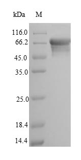 Recombinant Rat Alkaline phosphatase, tissue-nonspecific isozyme (Alpl)