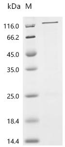Recombinant Human Amphiphysin (AMPH)