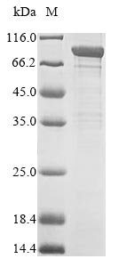 Recombinant Human Acylamino-acid-releasing enzyme (APEH)