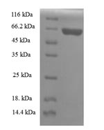 Recombinant Rat Apolipoprotein A-V (Apoa5)