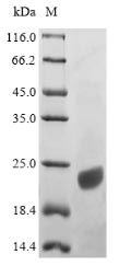 Recombinant Human Apolipoprotein C-III (APOC3)