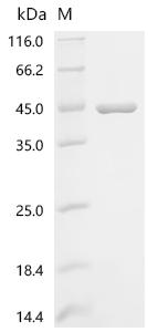 Recombinant Macaca mulatta Apolipoprotein E (APOE)