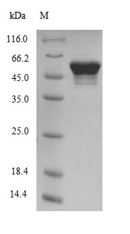 Recombinant Mouse ATP synthase subunit beta, mitochondrial (ATP5B), partial