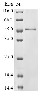 Recombinant Human Ataxin-7 (ATXN7), partial