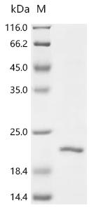 Recombinant Cat Beta-2-microglobulin (B2M)