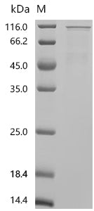 Recombinant Mouse Transcription regulator protein BACH1 (Bach1)