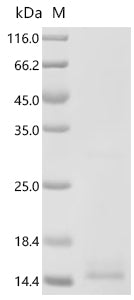Recombinant Human Brain-derived neurotrophic factor (BDNF) (R225E,R245E)