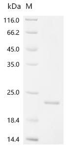 Recombinant Bovine Osteocalcin (BGLAP)