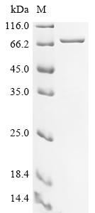 Recombinant Mouse Complement C1q subcomponent subunit A (C1qa), Biotinylated