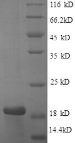 Recombinant Human Caspase-3 (CASP3), partial